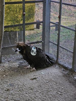 29일 광양의 한 밭에서 구조된 독수리, 독수리 발목에 미국 덴버동물원의 인식표가 부착돼 눈길을 끈다.
